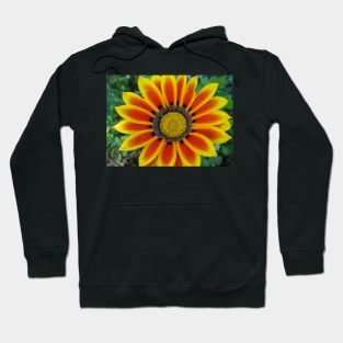 Gazania 2 Photography Hoodie